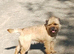 Kc reg border terrier puppies