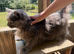 Maine Coon Female - Blue Smoke