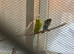 Budgies for sale, different colours, adult males and females