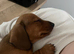 Mini smooth dachshund pups