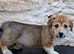 Pembroke Corgis
