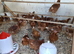 Warren chickens 12 weeks