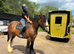 16Hh 4YO Gelding RIDE AND DRIVE 100% BOMBPROOF COB