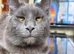 Female Maine coon