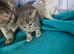 British short haired cross kittens for sale