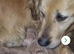 Golden retriever girl KC reg