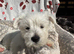 West highland terriers - 2 Boys left