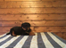 XXX GERMAN TOP SIZE ROTTWEILER PUPS XXX