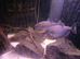 Breeding  pair