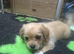 Shih tzu / Jack russell male