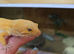 Male leopard gecko