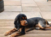 2yr old tri-colour cocker spaniel