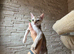 Stunning singapura kittens