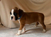 KC Reg Boxer Puppies 5 generations 1 Girl left.