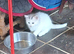 Gorgeous Kittens for sale