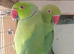 Birds for sale