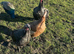 Turkeys for sale