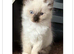 6 gorgeous Ragdoll kittens ready to leave now 2 boys and 4 girls