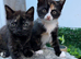 Adorable Kittens