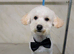 Beautiful Toy poodle 12 months old.