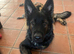 9 month GSD for rehome