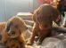Four beautiful cocker spaniel female puppies for Sale!