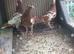 Meuleman racing pigeons