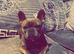 Brindle boy French bulldog