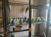 Budgies price varies