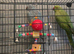 2 x ringnecks