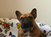 1 year old french bulldog
