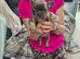 Pedigree French Bulldog Puppies for sale