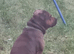 Staffy for stud
