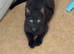 Male kitten