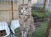 3 x 2year old female maine coon cats
