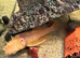 Bristlenose plecos