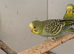 Baby budgies