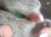 Stunning pure bred British blue kittens
