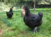 Bantam Orpington cockerels - buff or black