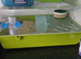2 male Russian hampsters