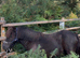 Superstar standard registered gelding