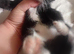 Tuxeto/ main coon bengal