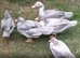 5 Pairs Muscovy Ducks