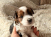 Yorkshire terrier biewer puppies