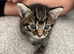 2 Female Kittens