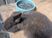 Chocolate brown mini lop buck 8 weeks old