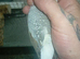 Diamond doves pair