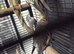 4 Month Old Cockatiels Pearl, Grey, Grey & White