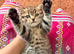 Male Beautiful BSH x Bengal Kitten For Sale