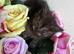 British shorthair mix kittens for sale